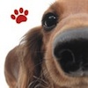 Bassotto-iPhone-devAPP-icona Bassotto-iPhone-devAPP-icona