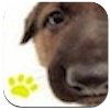 Pastore-Tedesco-iPhone-devAPP-icona Pastore-Tedesco-iPhone-devAPP-icona